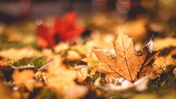 Free autumn leaves 2 wallpaper download