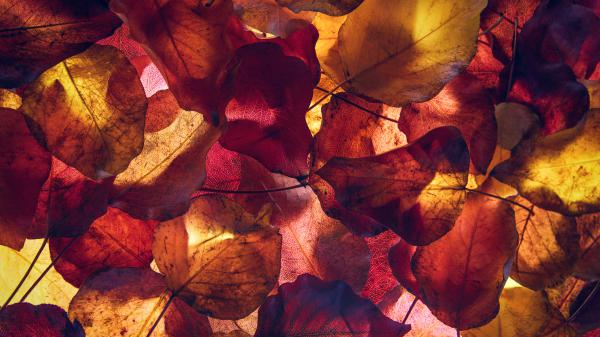 Free autumn leaves 4k 8k wallpaper download