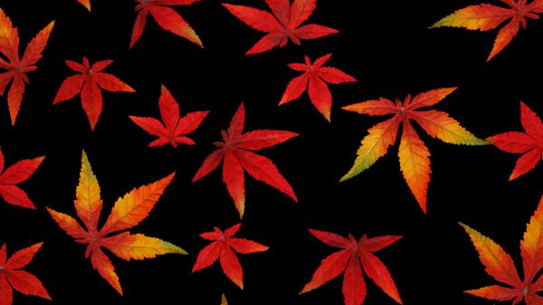 Free autumn leaves in black background 4k wallpaper download