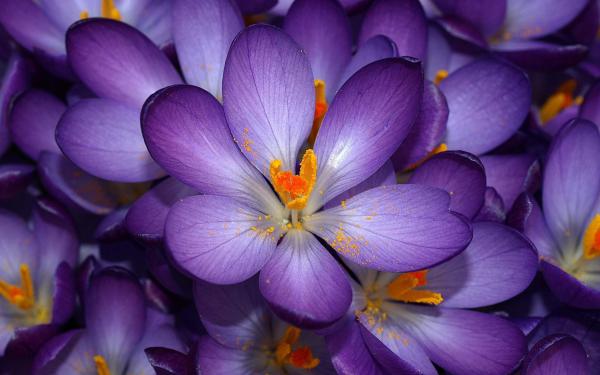 Free autumn purple crocus wallpaper download