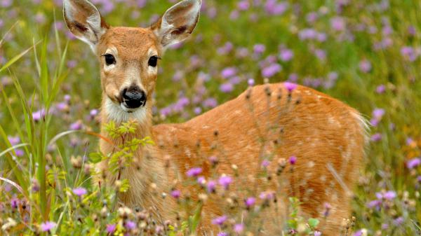 Free awesome deer around purple flowers and green plants hd deer wallpaper download