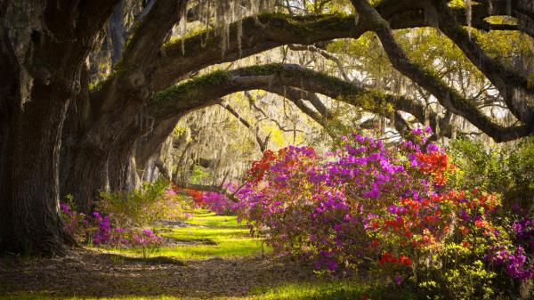 Free azalea magnolia south carolina tree hd flowers wallpaper download