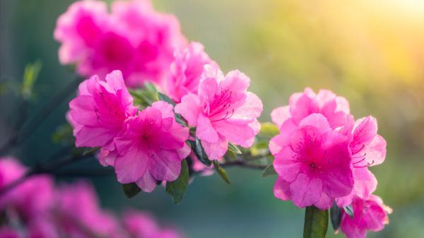 Free azalea pink flower branch hd flowers wallpaper download