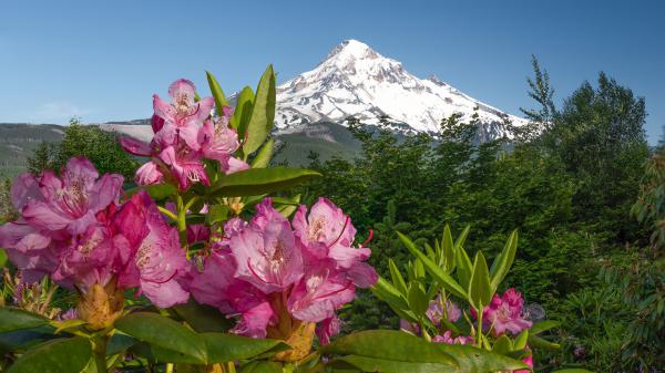 Free azalea pink flowers in white mountain background hd flowers wallpaper download