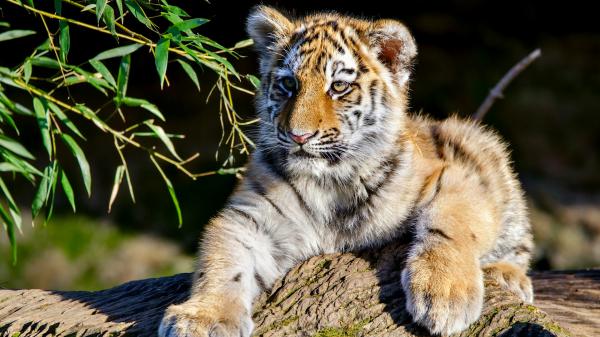 Free baby amur tiger hd animals wallpaper download