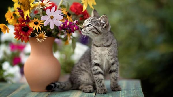 Free baby animal cat flower kitten pet hd cat wallpaper download