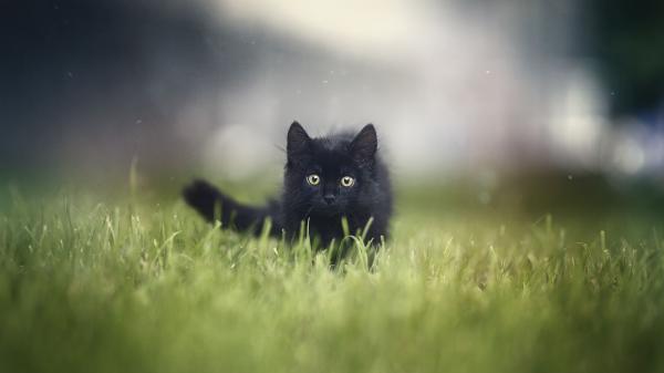 Free baby animal cat is standing on green grass with staring eyes in a blur background 4k 5k hd animals wallpaper download