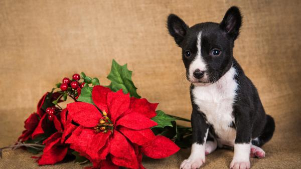 Free baby bull terrier pet puppy near red flower hd animals wallpaper download