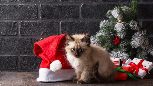 Free baby cat near christmas gift and santa hat hd animals wallpaper download