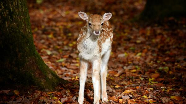 Free baby deer is standing near a tree hd animals wallpaper download