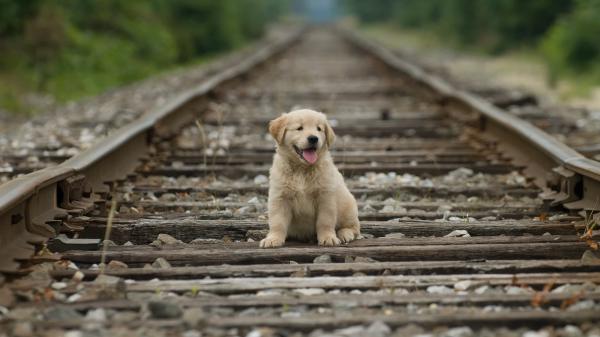 Free baby golden retriever dog is sitting on the center of railway track hd animals wallpaper download