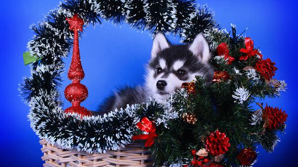 Free baby husky pet dog is sitting on basket with decorated with pine cone like christmas decoration hd animals wallpaper download