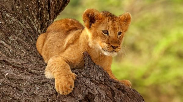 Free baby lion is sitting on the tree 4k hd animals wallpaper download