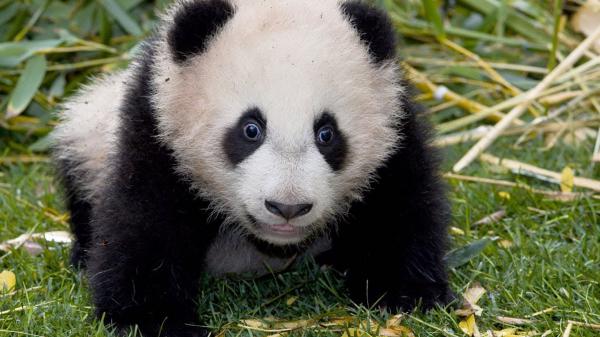 Free baby panda hd panda wallpaper download