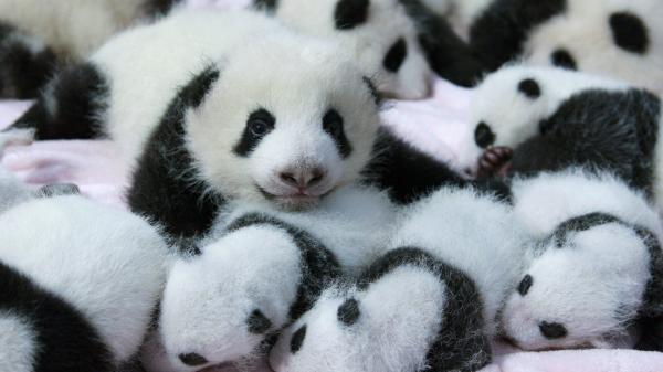 Free baby pandas on bed hd panda wallpaper download