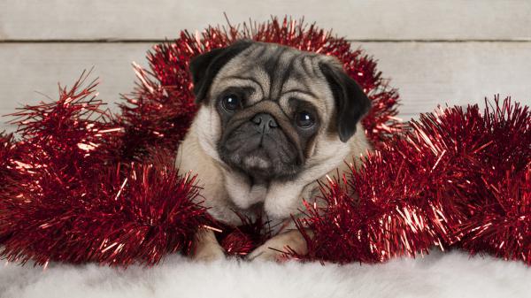 Free baby pet puppy with christmas decoration hd animals wallpaper download