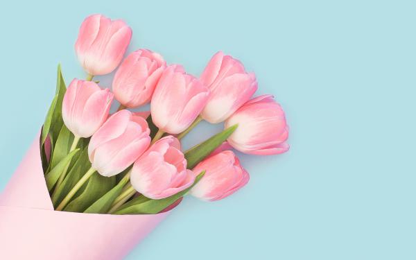 Free baby pink tulips wallpaper download