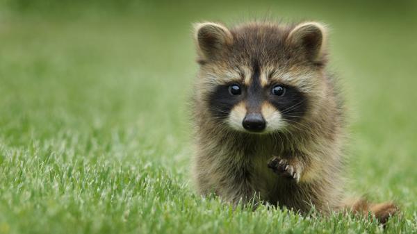 Free baby raccoon is standing on green grass in blur green background hd animals wallpaper download