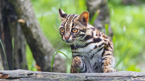 Free baby tiger with brown eyes hd animals wallpaper download