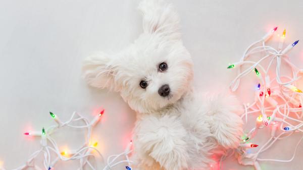 Free baby white terrier pet puppy with christmas lights hd nature wallpaper download