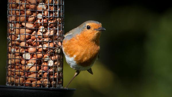 Free backyard feeder bird with shallow background hd birds wallpaper download