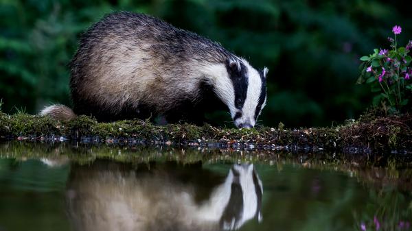 Free badger reflection on water 4k hd animals wallpaper download