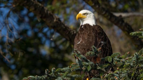 Free bald eagle 4k 5k hd animals wallpaper download