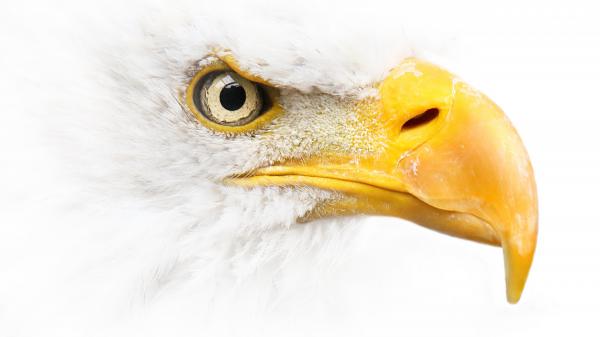 Free bald eagle 4k 5k hd wallpaper download