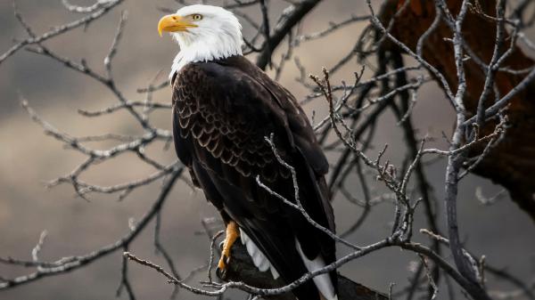 Free bald eagle on brown tree branch 4k hd wallpaper download