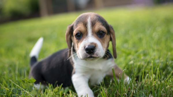 Free beagle pet puppy on green grass hd animals wallpaper download