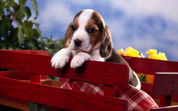 Free beagle puppy wallpaper download