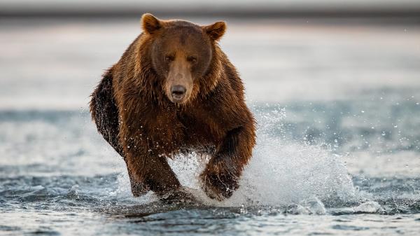 Free bear is running on water 4k hd animals wallpaper download