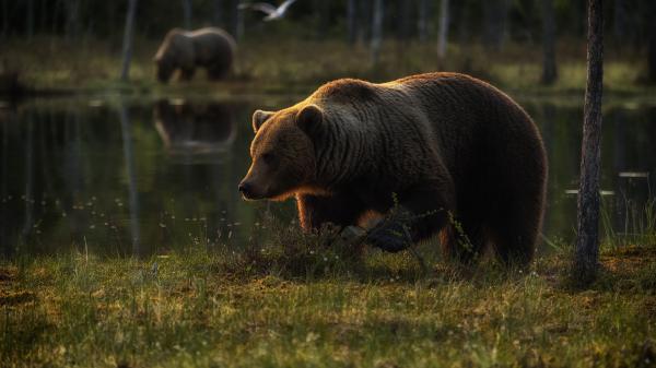 Free bear is standing on green grass field near water hd animals wallpaper download