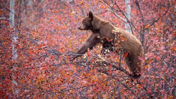 Free bear is standing on tree branch 4k hd animals wallpaper download