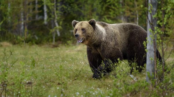 Free bear with background of trees 4k hd animals wallpaper download