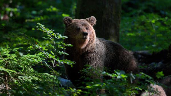 Free bear with green trees background hd animals wallpaper download