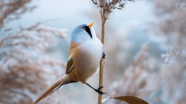 Free bearded reedling 4k 5k hd wallpaper download