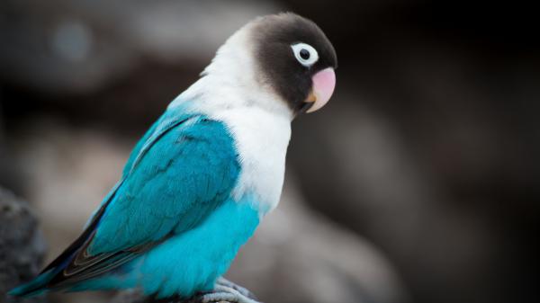 Free beautiful blue white black love bird in blur black background 4k hd animals wallpaper download