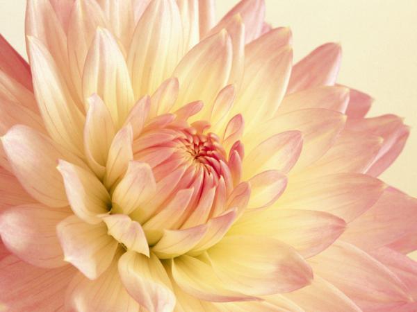 Free beautiful flower 2 wallpaper download