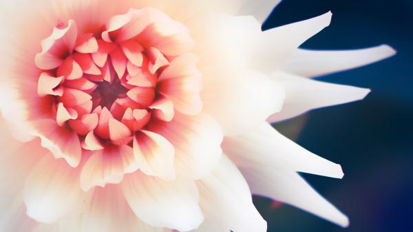 Free beautiful flower 4k wallpaper download