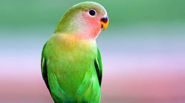 Free beautiful green parrot in blur green background 4k hd birds wallpaper download