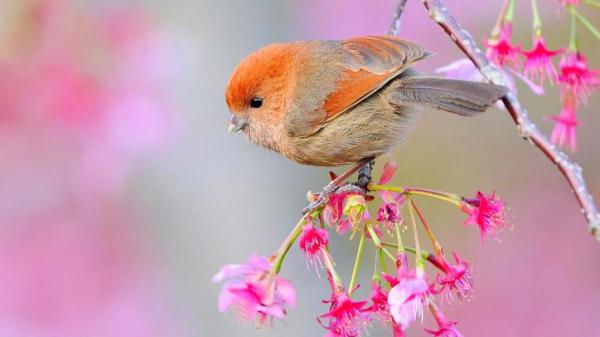 Free beautiful little orange brown bird on branch of the tree with flowers hd birds wallpaper download