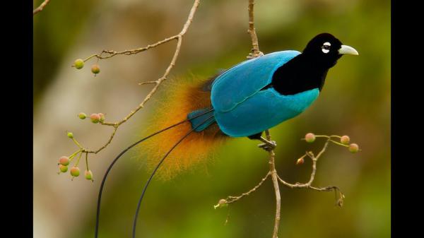 Free beautiful paradise bird with blue and black color hd birds wallpaper download