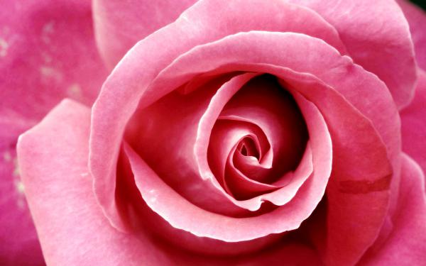 Free beautiful pink rose wallpaper download