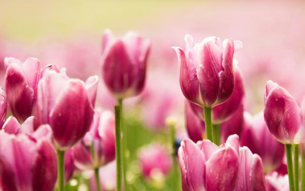 Free beautiful pink tulips wallpaper download