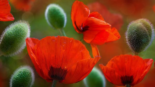 Free beautiful poppy flowers wallpaper download