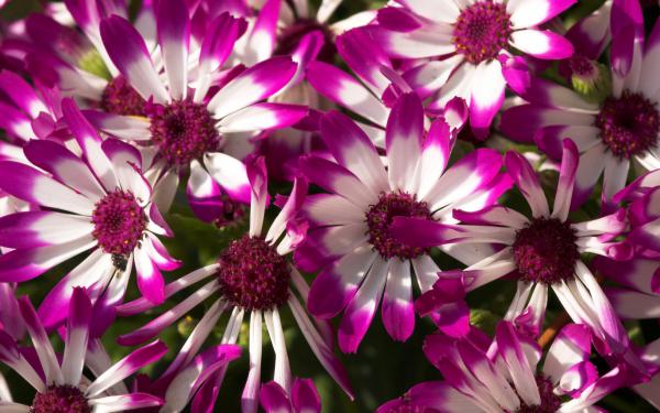 Free beautiful purple flowers wallpaper download