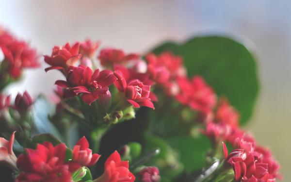 Free beautiful red flowers wallpaper download