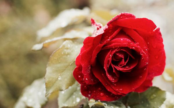 Free beautiful red rose 4k wallpaper download