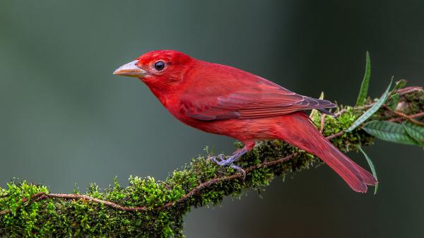 Free beautiful red tanager bird is sitting on green leaves covered tree branch in blur background hd animals wallpaper download